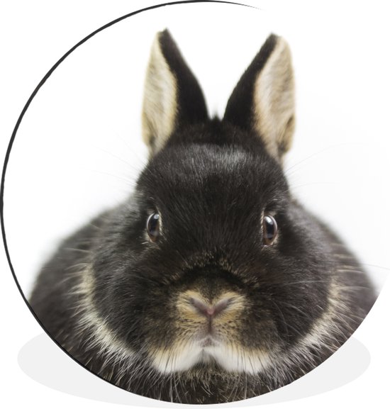 Cercle mural - Cercle mural - Lapin - Animaux domestiques - Fourrure - Aluminium - Dibond - ⌀ 30 cm - Intérieur et Extérieur