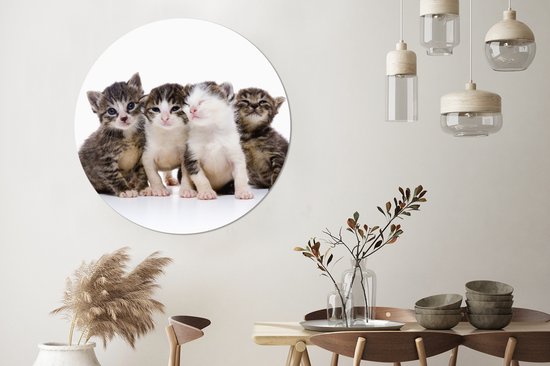 Chat - Animaux domestiques - Fourrure - Portrait