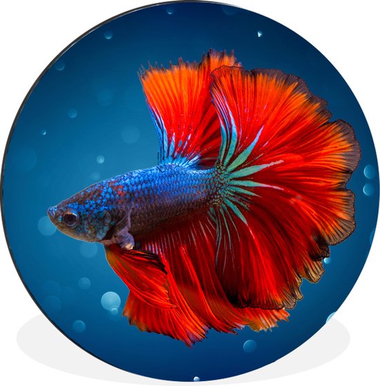 WallCircle - Cercle Mural - Cercle Mural - Poisson - Water - Rouge - Aluminium - Dibond - 60x60 cm - Intérieur et Extérieur