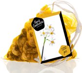 Narcis Canaliculatus per 125
