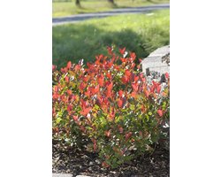 4x Photinia fraseri ‘Little Red Robin’ – Glansmispel in C2 liter potten