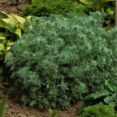 Artemisia schmidtiana 'Nana' - Alsem - Pot 17 cm (2 liter)