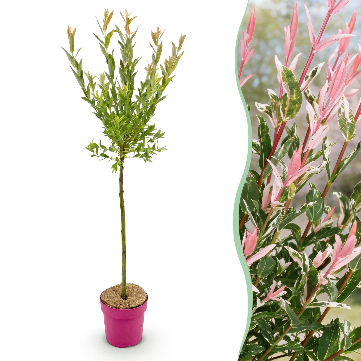 Green boutiQ - Salix Flamingo - Flamingo wilg - Bont Roze - Boom - Ø19cm - 90-100cm