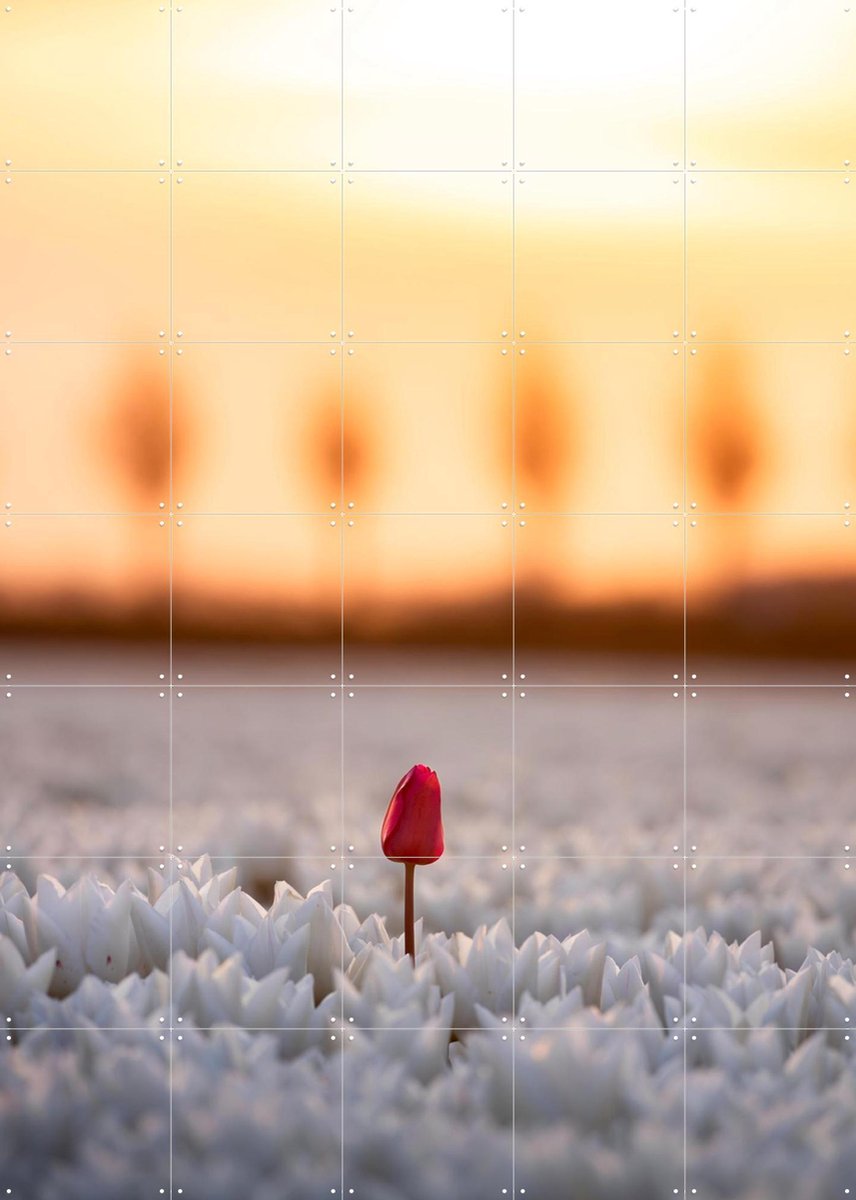 IXXI A Single Bloom, Claire Droppert - 100 x 140 cm - Gratis ophangtool - Grote wanddecoratie en posters - Fotografie, Woonkamer, Slaapkamer, Tulpen