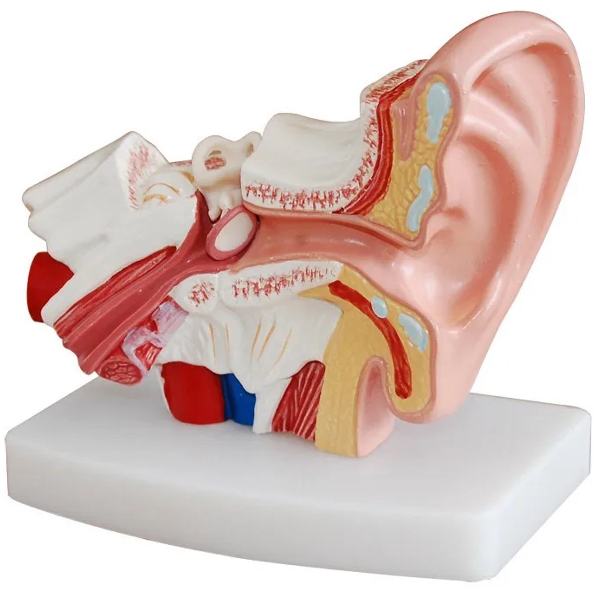 Oor anatomie mode- 1,5 maal vergroot