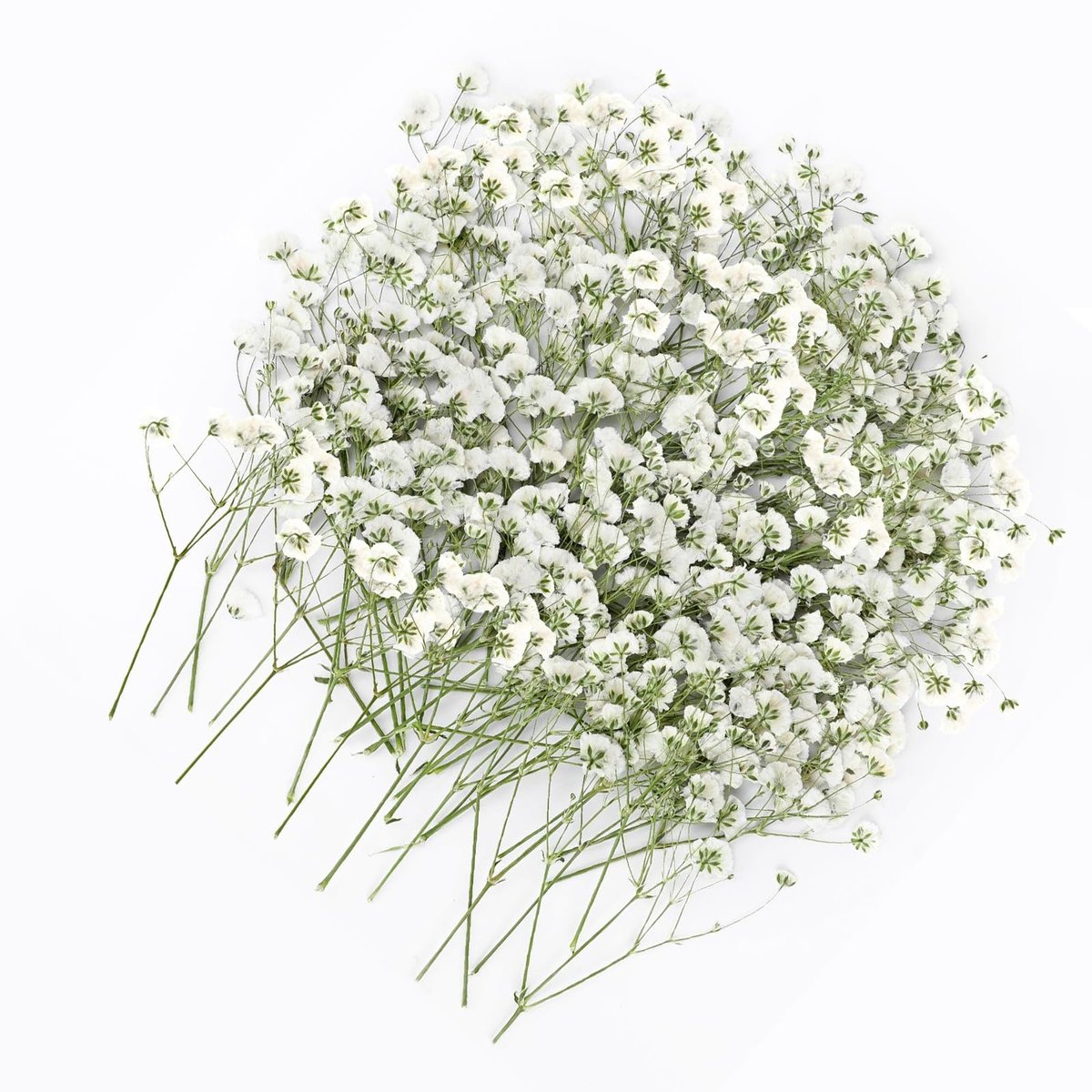 Solidchoice - 100 Stuks Gedroogde Gypsophila Bloemen voor DIY Projecten