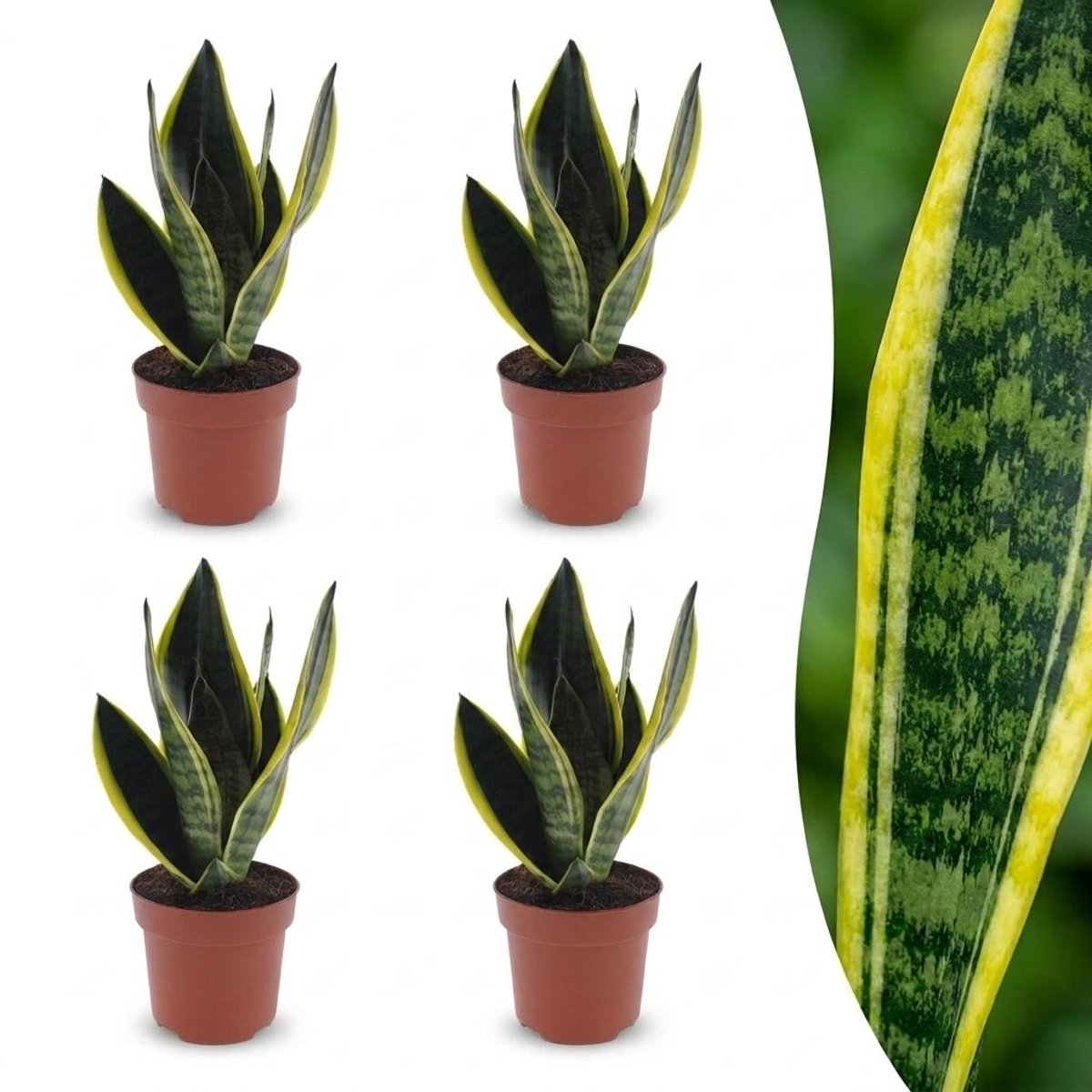 Green boutiQ - Sansevieria Future Superb - Vrouwentong - 4 Planten - Pot 12cm - Hoogte - 35cm