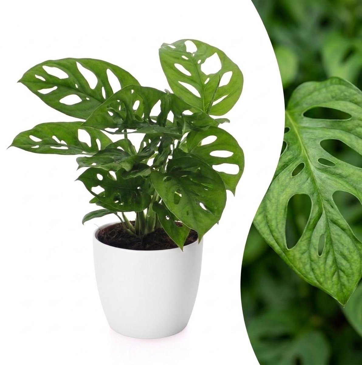 Green boutiQ - Monstera Adansonii - Rhaphidophora Tetrasperma - 1 Plant - met Potter Wit - Pot 12cm - Hoogte - 25cm