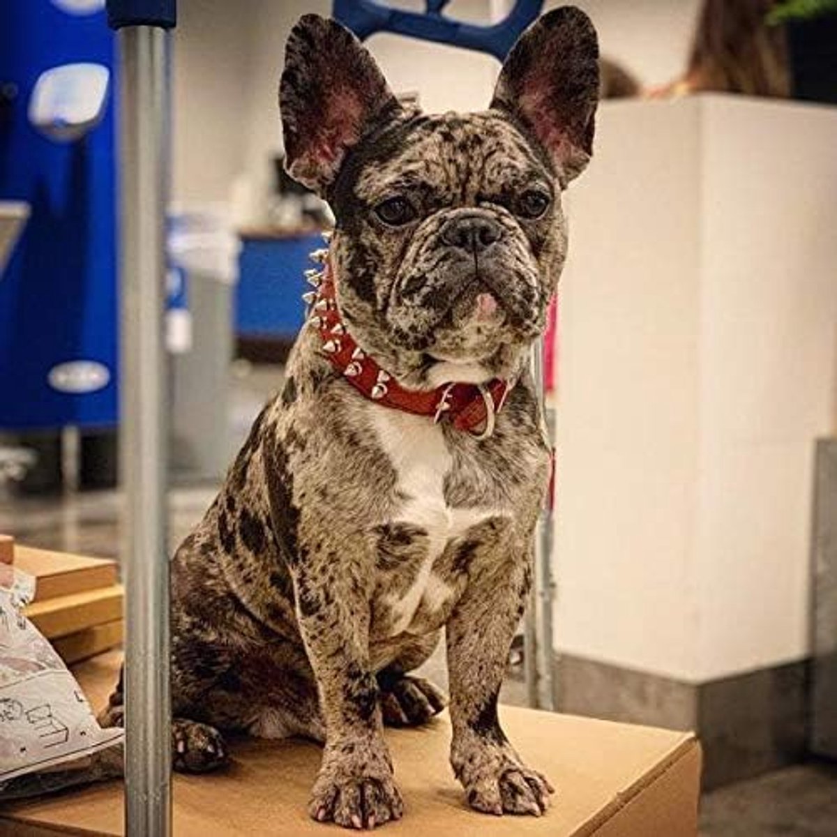 Bestia Frenchie Red genuine leather dog collar. Stuffed. Soft lined. - ShopVlot
