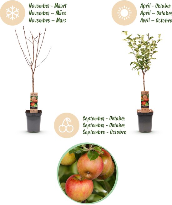 Een kale appelboom voor winter (november-maart) en een appelboom met bladeren en appels in de zomer (april-oktober). Iconen voor winter, zomer en oogsttijd.