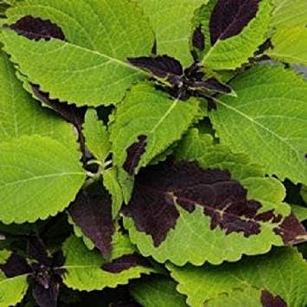 Coleus Zaden - Planten Zaden - Tuinieren Buiten - Makkelijk Groeiend - 15 Stuks - Gevlekt