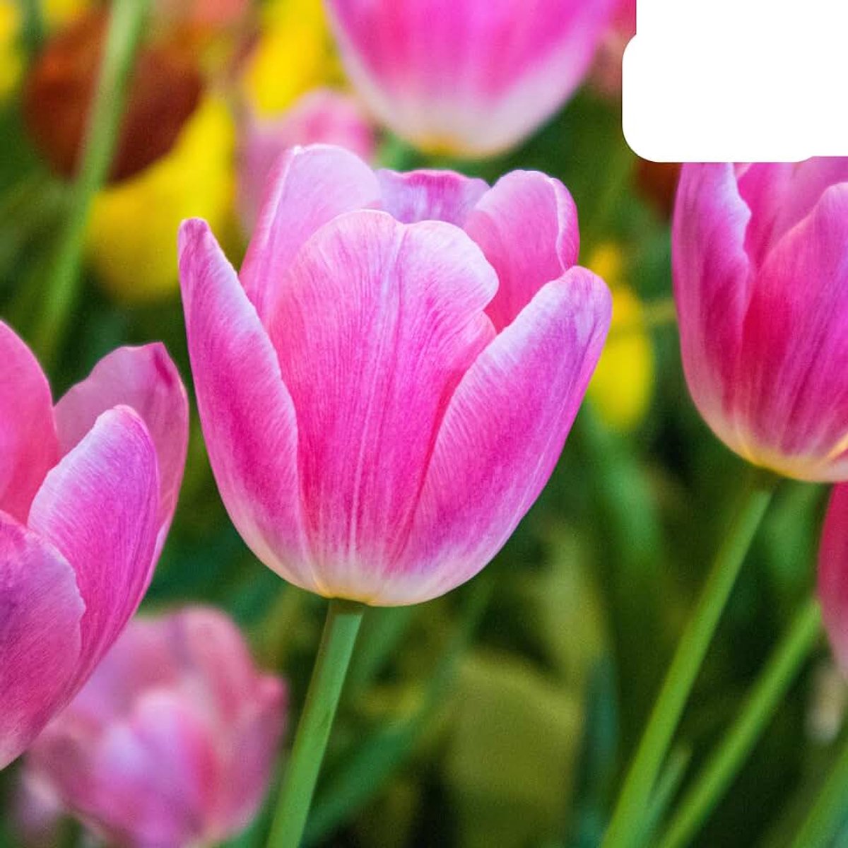 'Dynasty' | 20 stuks | Roze tulp - 30-50cm - Ø10-12cm - Multideal - Bloembol - Tuinplant