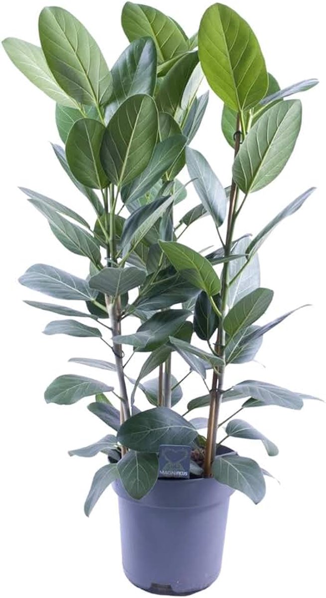 Audrey - 95-105cm - Ø27cm - Kamerplant - Groenblijvend