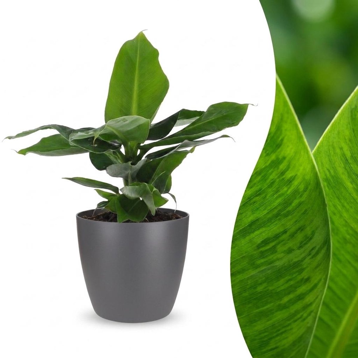 Plantenboetiek.nl | Musa Oriental Dwarf - Dwergbanaan - met Potter Grijs - Ø12cm - 30cm hoog
