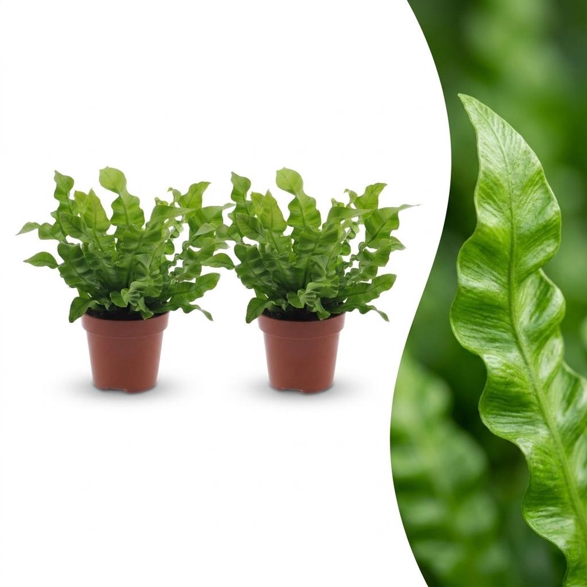 Plantenboetiek.nl | Asplenium Crispy Wave - Asplenium Crispy Wave - 2 Planten - Ø12cm - 30cm hoog