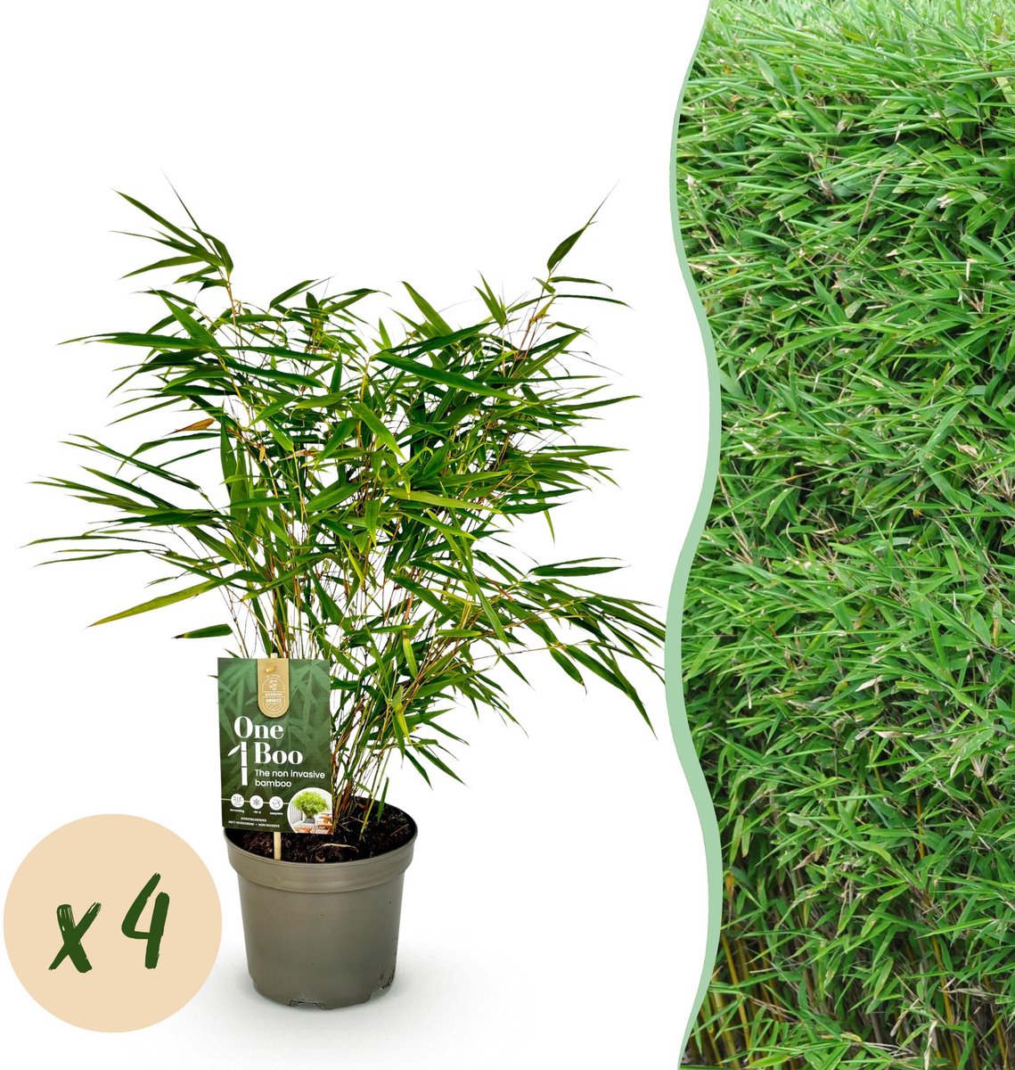 Plantenboetiek.nl | Bamboe - Fargesia rufa - Groen - 4 Planten - Bladhoudend - Niet Woekerend- Pot 17cm Hoogte 60cm - Ø17cm - 50-60cm hoog - Tuinplant