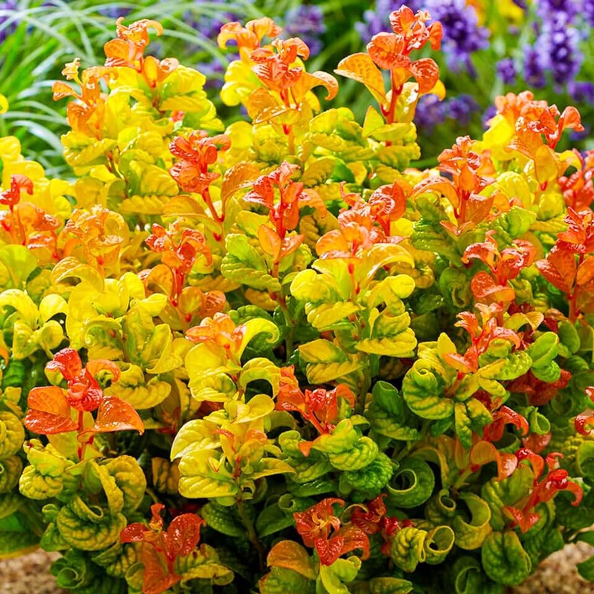 Leucothoe Axillaris - Plant voor buiten met altijd-groene bladeren - Kleurrijke buitenplant voor tuinen, randen en terrassen (pot van 17 cm inbegrepen)