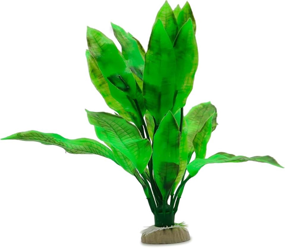 Echinodorus Bleheri Plant Klassiek, Groot