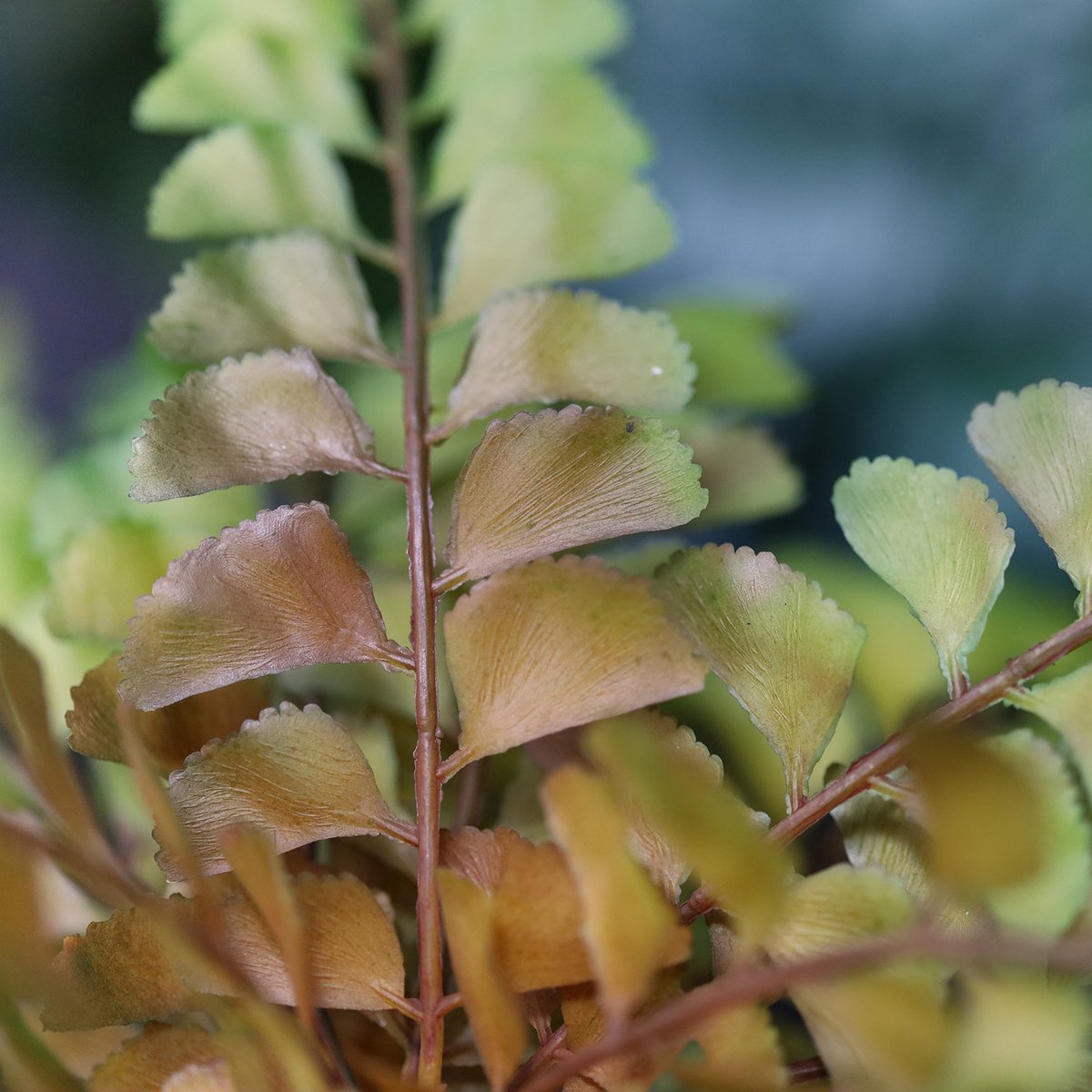 Adiantum varen kunstplant 40cm