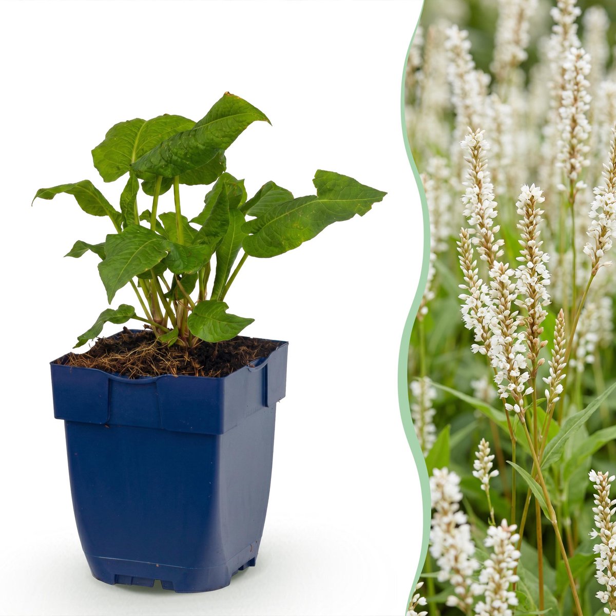 Plantenboetiek.nl | Persicaria ampl. Alba - Duizendknoop - Schaduw - Wit - 12 Planten - Ø11cm - 15-25cm hoog - Tuinplant