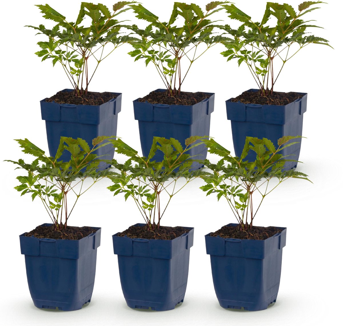 Plantenboetiek.nl | Astilbe Tricolour - Pluimspirea - Schaduw - Paars - Roze - Wit - 6 Planten - Ø11cm - 15-25cm hoog - Tuinplant