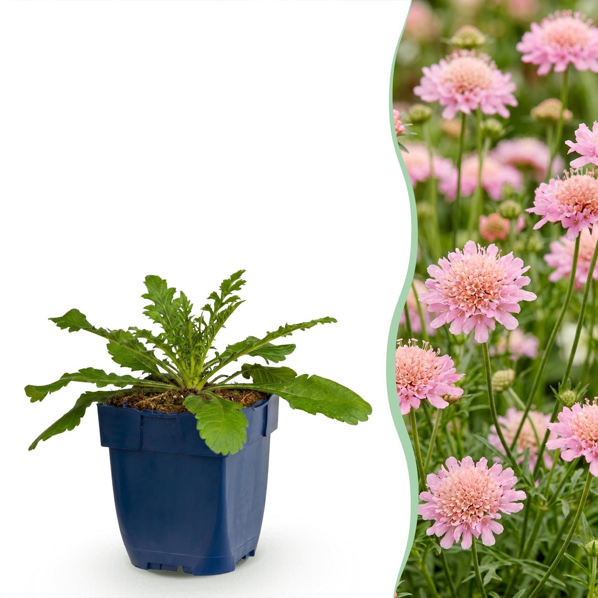 Plantenboetiek.nl | Scabiosa col. Pink Mist - Duifkruid - Bijen en Vlinderlokkers - Roze - 12 Planten - Ø11cm - 15-25cm hoog - Tuinplant