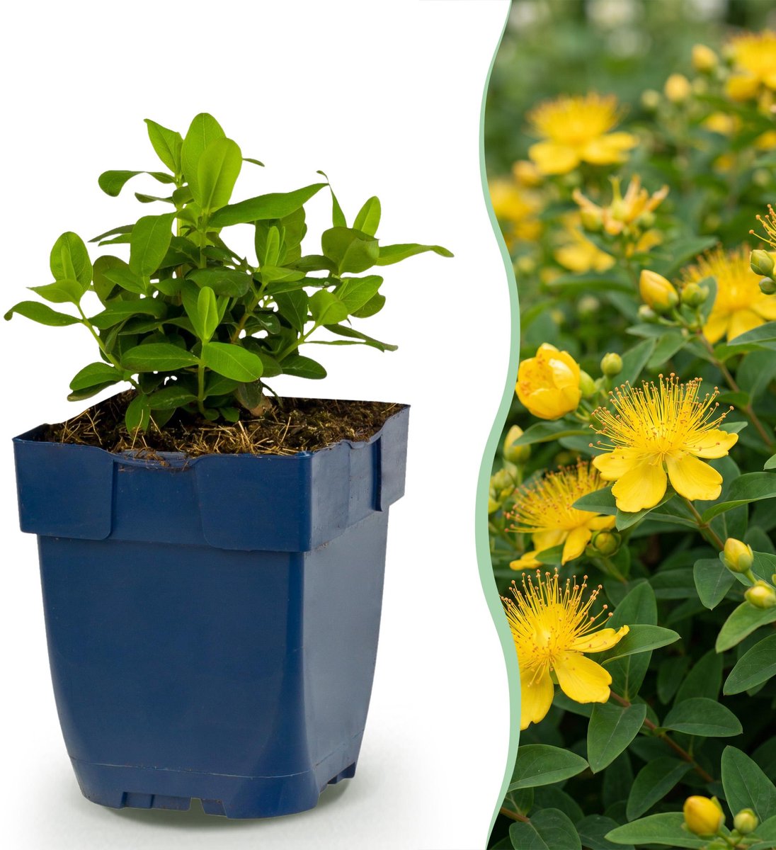 Plantenboetiek.nl | Hypericum calycinum - Sint-Janskruid - Bijen- en vlinderlokkers - Geel - 12 Planten - Ø11cm - 15-25cm hoog - Tuinplant