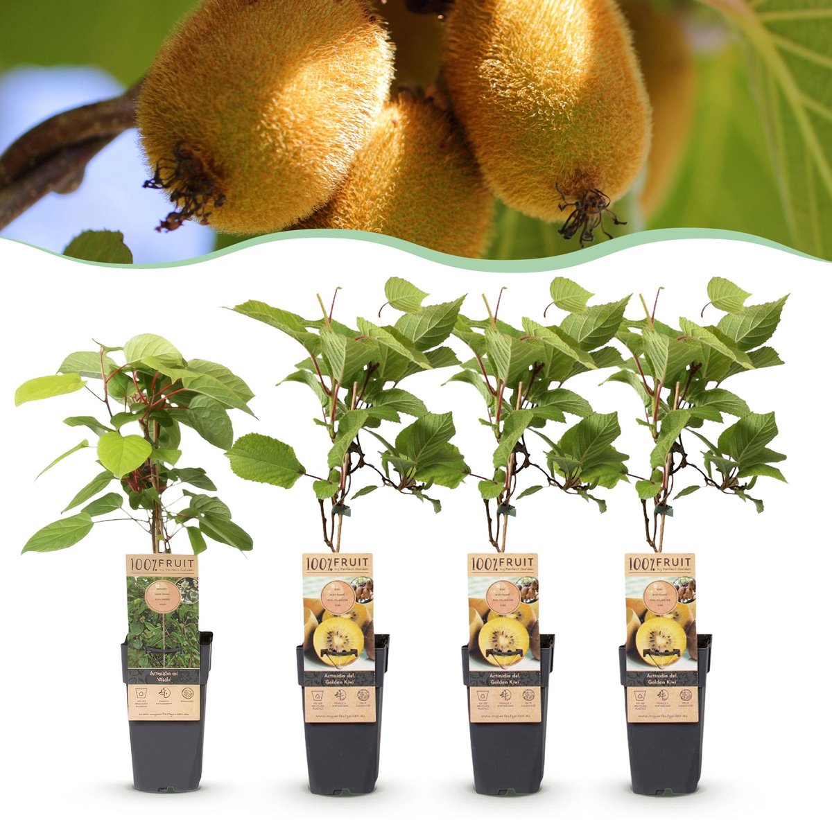 Plantenboetiek.nl | Actinidia Weiki & Golden Kiwi - Kiwiplant - 1 Mannelijke - 3 Vrouwelijke - Planten - Geel - Ø15cm - 40-50cm hoog - Tuinplant - Groente & Fruit