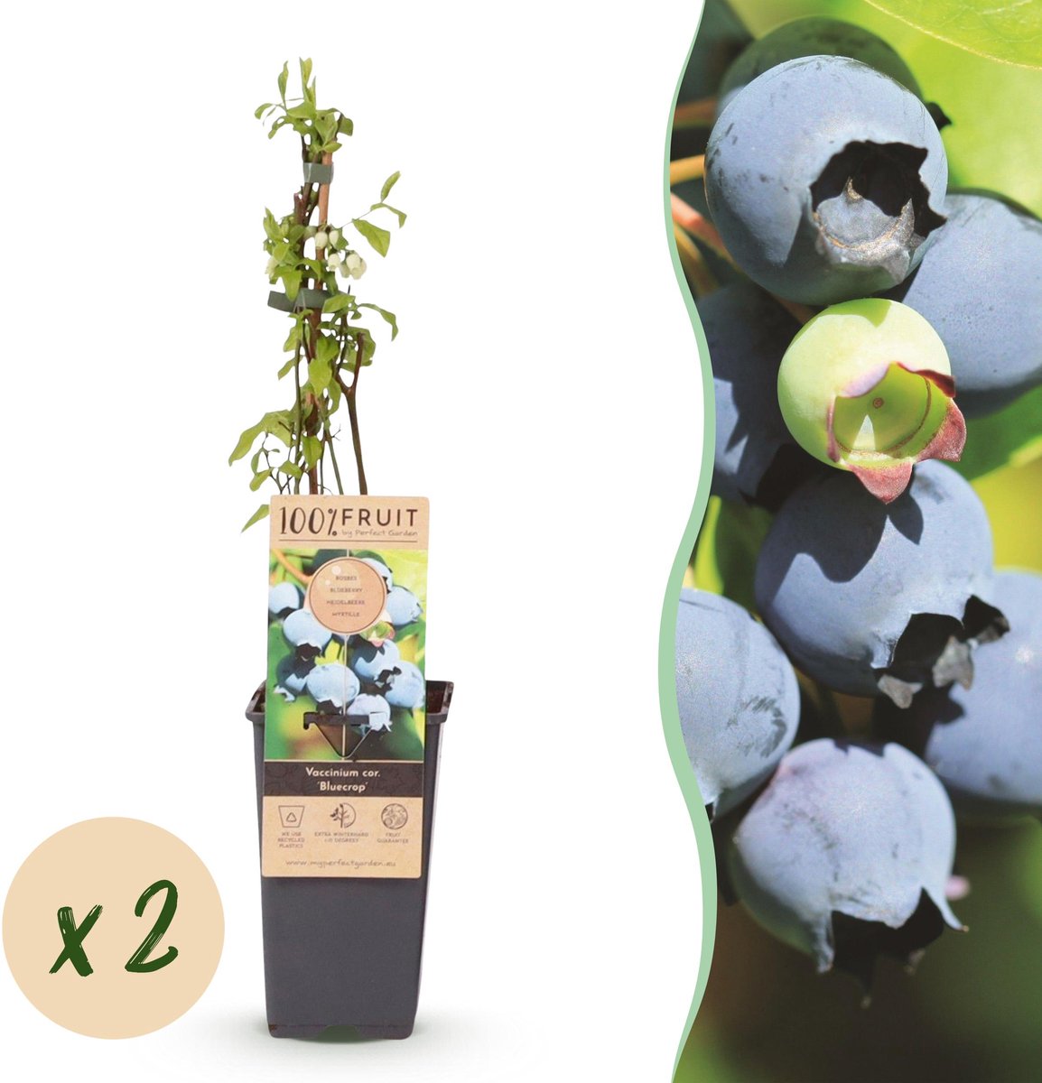 Plantenboetiek.nl | Vaccinium corymbosum Bluecrop - Bosbes - Winterhard - Blauwe Bes - 2 Planten - Ø15cm - 40-50cm hoog - Tuinplant