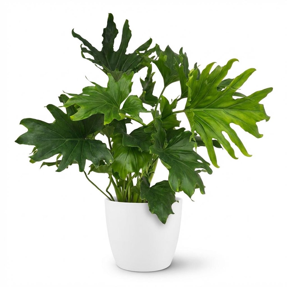 Plantenboetiek.nl | Philodendron - Philodendron Lickety split - Groen - Weinig onderhoud - met Potter Wit - Ø19cm - 60-70cm hoog - Kamerplant - Groenblijvend
