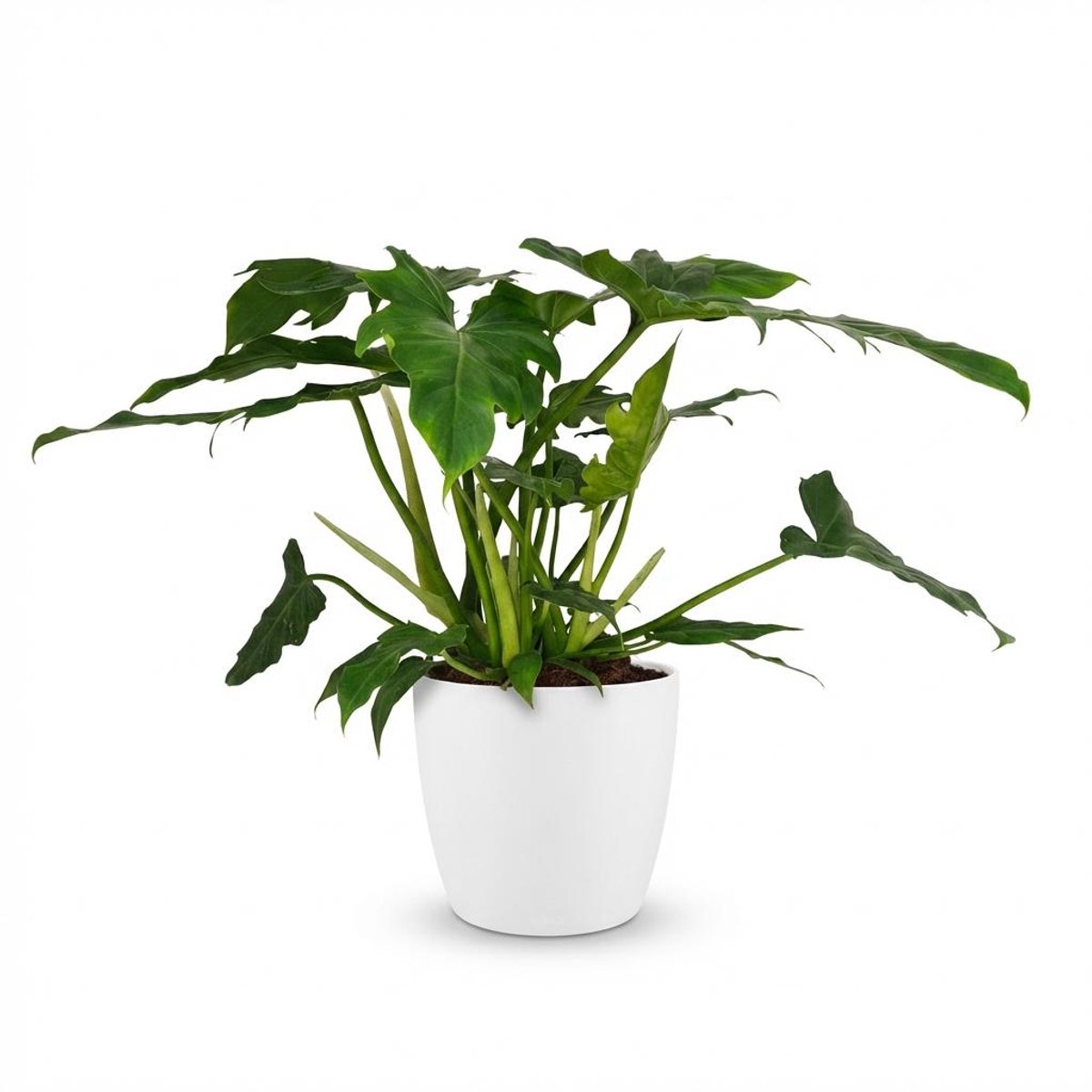 Plantenboetiek.nl | Philodendron - Philodendron Lacerum - Groen - Weinig onderhoud - met Potter Wit - Ø19cm - 55-65cm hoog - Kamerplant - Groenblijvend