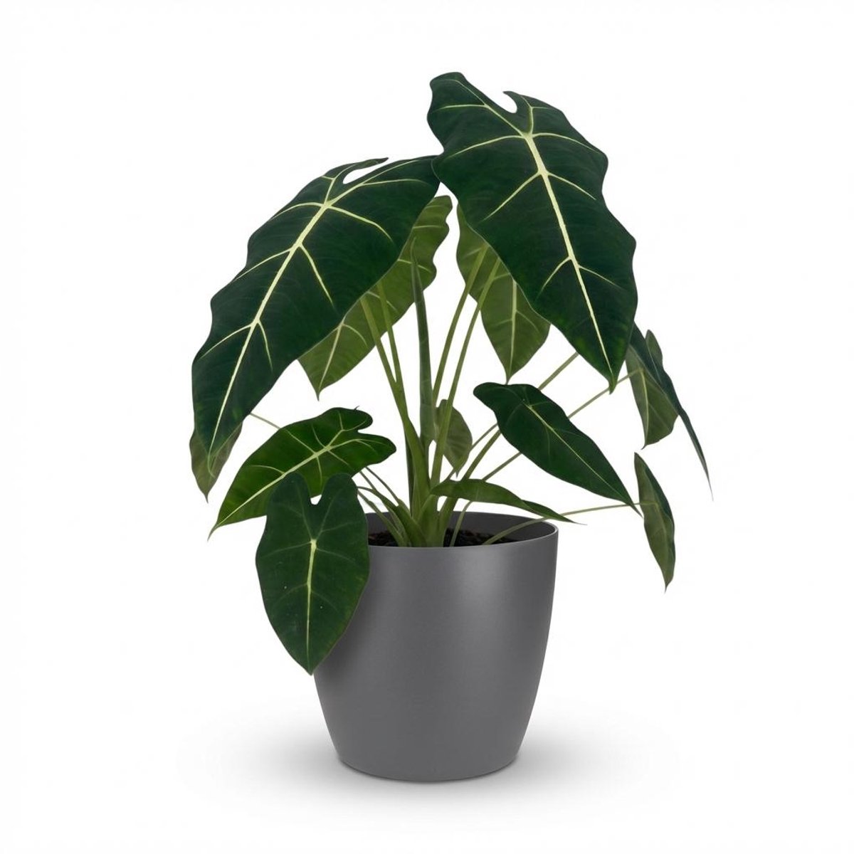 Plantenboetiek.nl | Olifantsoor - Alocasia Frydek - Groen - Weinig onderhoud - met Potter Grijs - Ø19cm - 50-60cm hoog - Kamerplant - Groenblijvend