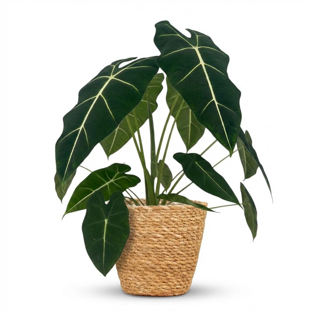 Plantenboetiek.nl | Olifantsoor - Alocasia Frydek - Groen - Weinig onderhoud - met Mand - Ø19cm - 50-60cm hoog - Kamerplant - Groenblijvend