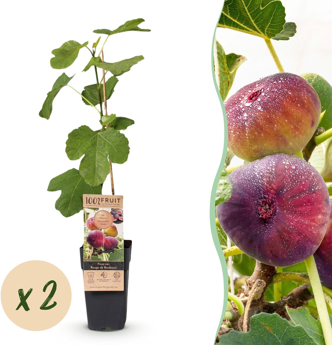 Plantenboetiek.nl | Ficus carica Rouge de Bordeaux - Vijgenboom - Winterhard - Paarse Vrucht - 2 Planten - Ø15cm - 40-50cm hoog - Tuinplant