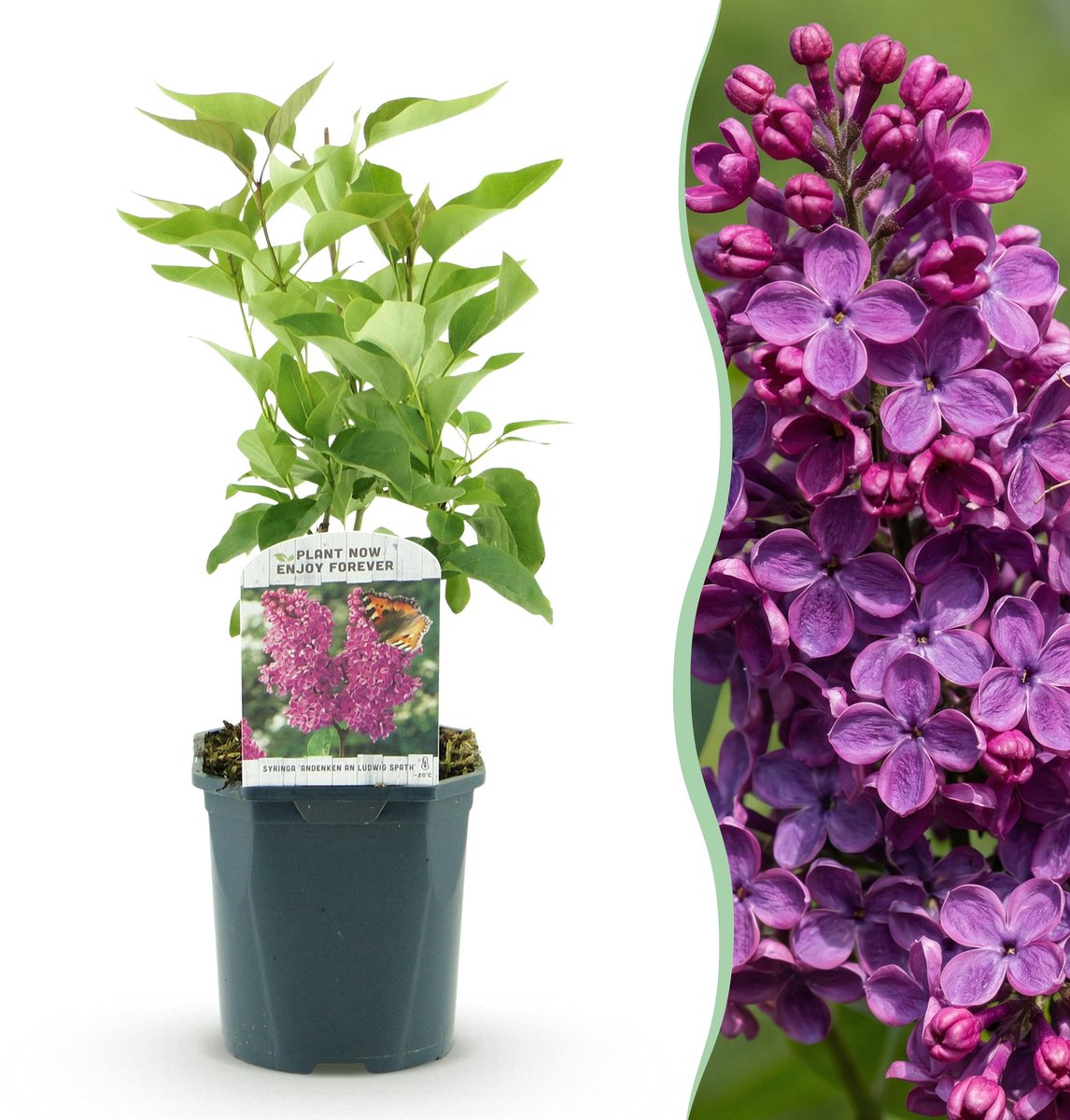 Plantenboetiek.nl | Syringa vulgaris Ludwig Spath - Gewone Sering - Winterhard - Paars - Ø17cm - 35-45cm hoog - Tuinplant