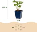 Een jonge Geranium plant in een blauwe pot, 11 cm breed, 25-30 cm hoog.