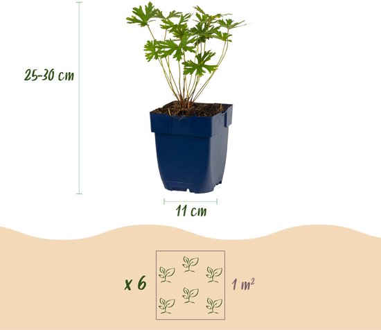 Een jonge Geranium plant in een blauwe pot, 11 cm breed, 25-30 cm hoog.