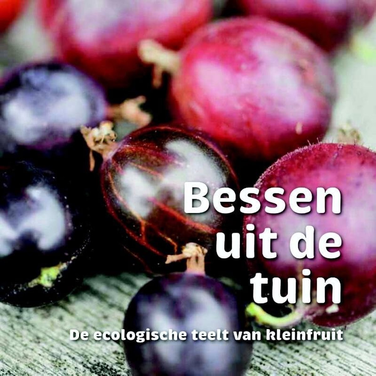 Bessen uit de tuin: de ecologische teelt van kleinfruit