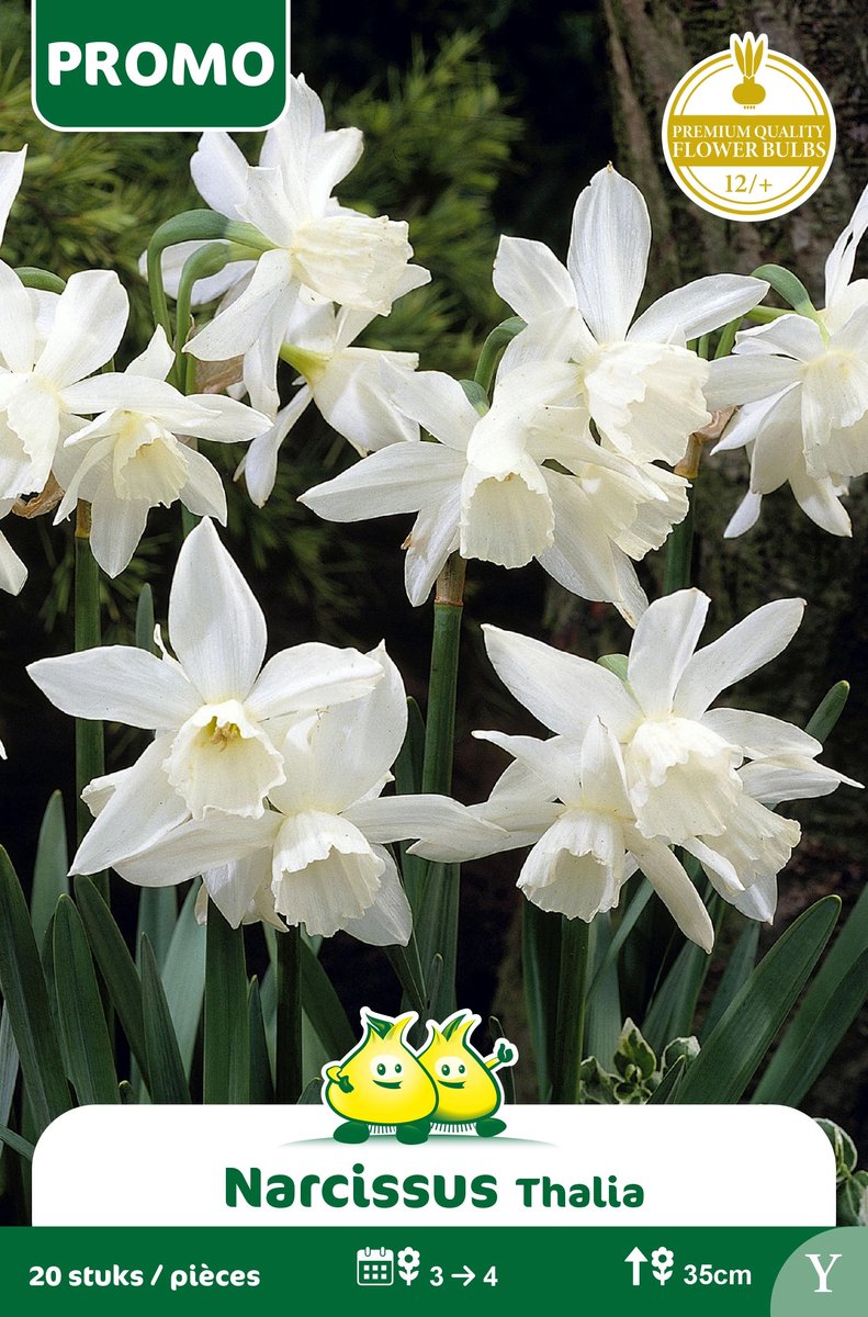 1 Zakje Promoverpakking Narcis Thalia 20 stuks maat 14/+