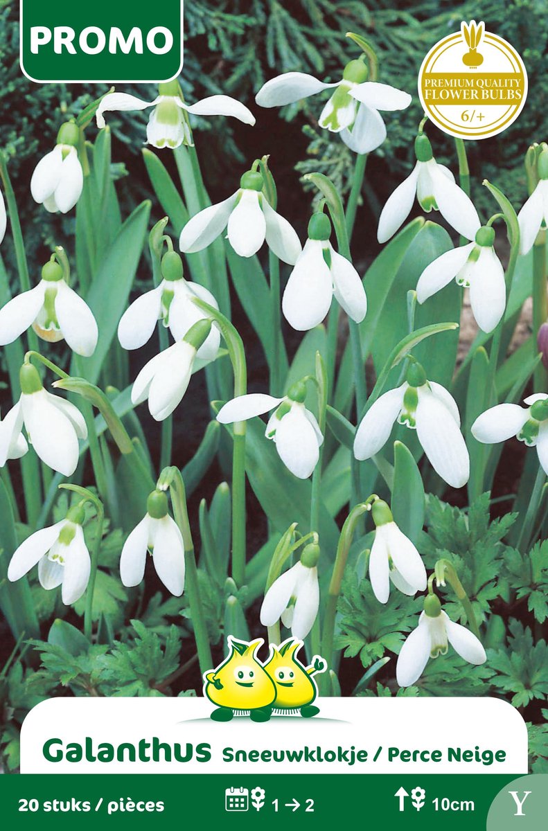 1 Zakjes Promoverpakking Galanthus - sneeuwklokje 20 stuks maat 6/+