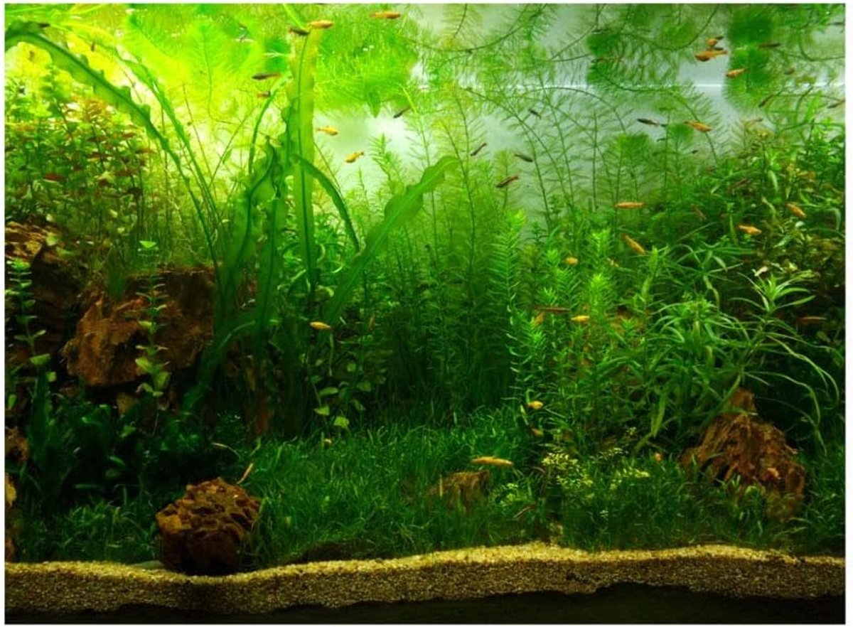 SnelShoppen - Aquarium Decoraties Achtergrond Posters PVC Zelfklevend Water Grassovertrek 61x30cm - Aquarium Accessoires - Makkelijk aan te brengen