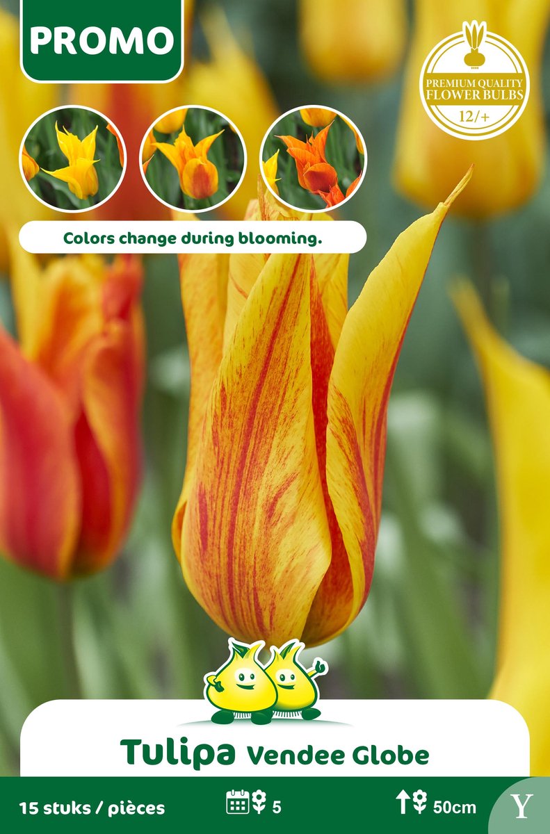 1 Zakje Promoverpakking Tulp Venedeeglobe 15stuks maat 14/+