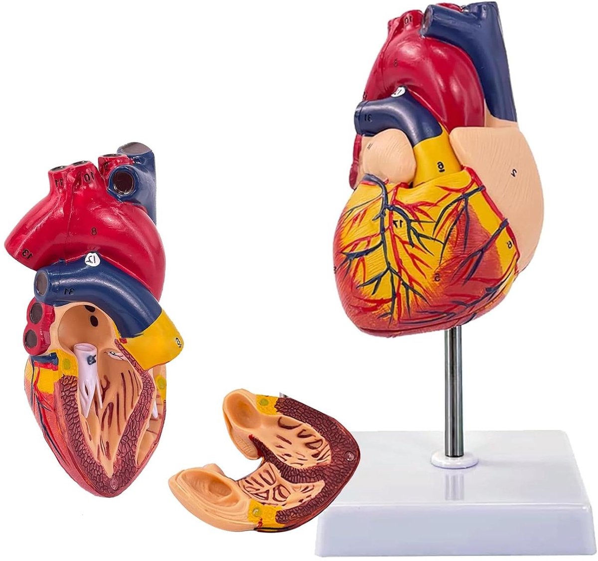 Menselijk Hartmodel - Anatomisch Model Hart - Onderwijs Medisch - 2-Delig Demonstreerbaar - Levensgroot - Gekleurd