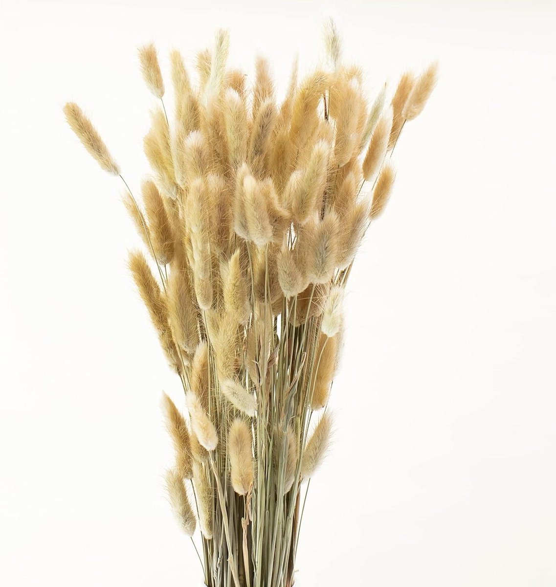 Gedroogd Gras - Konijnenstaartjes Boeket - Decoratie Stukken Maken - Natuurlijk Materiaal - 60 Stuks - Natuurlijk