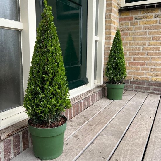 Hulstplanten Piramide - Buxus vervanger - Tuin decoratie - Resistent tegen buxusboorder - 55 cm hoog - Groen — afbeelding 3