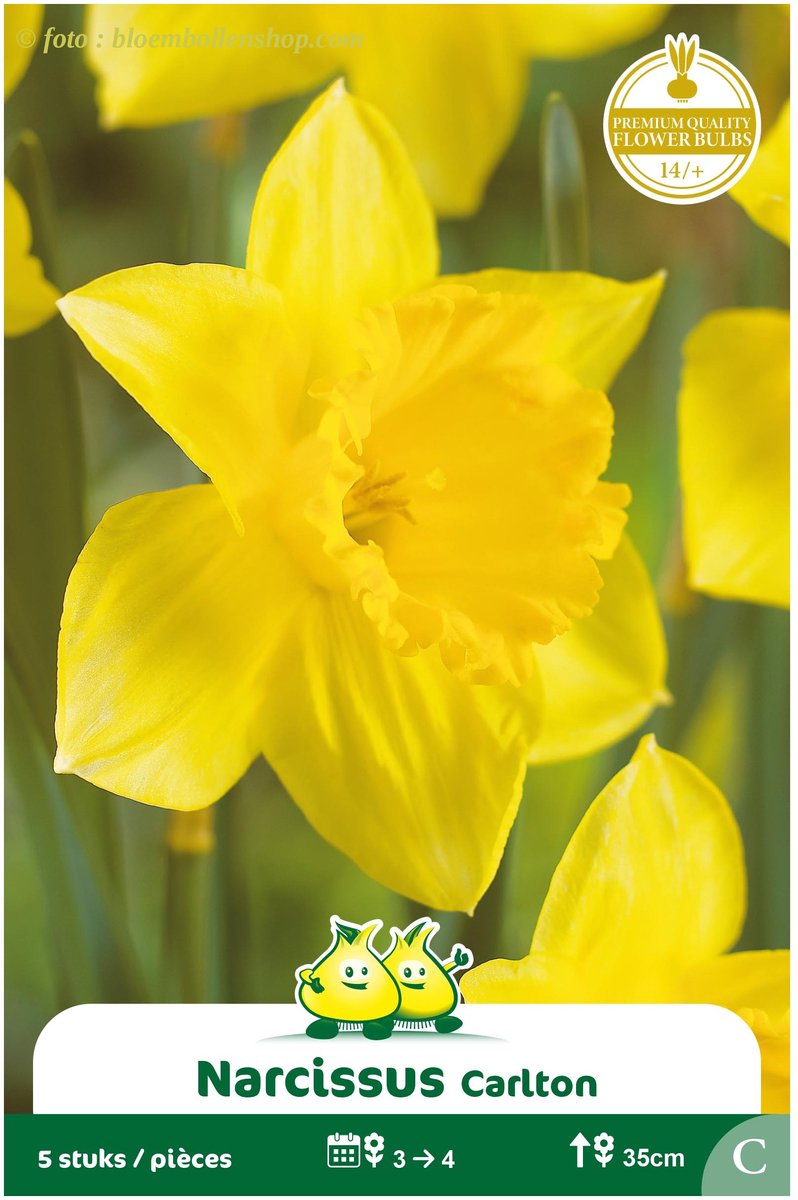 3 Zakjes Narcis Trompet Carlton maat 14/+