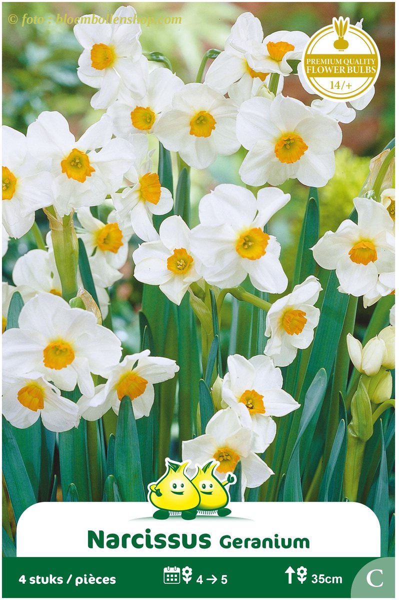 3 Zakjes Meerbloemige Narcis Geranium maat 14/+