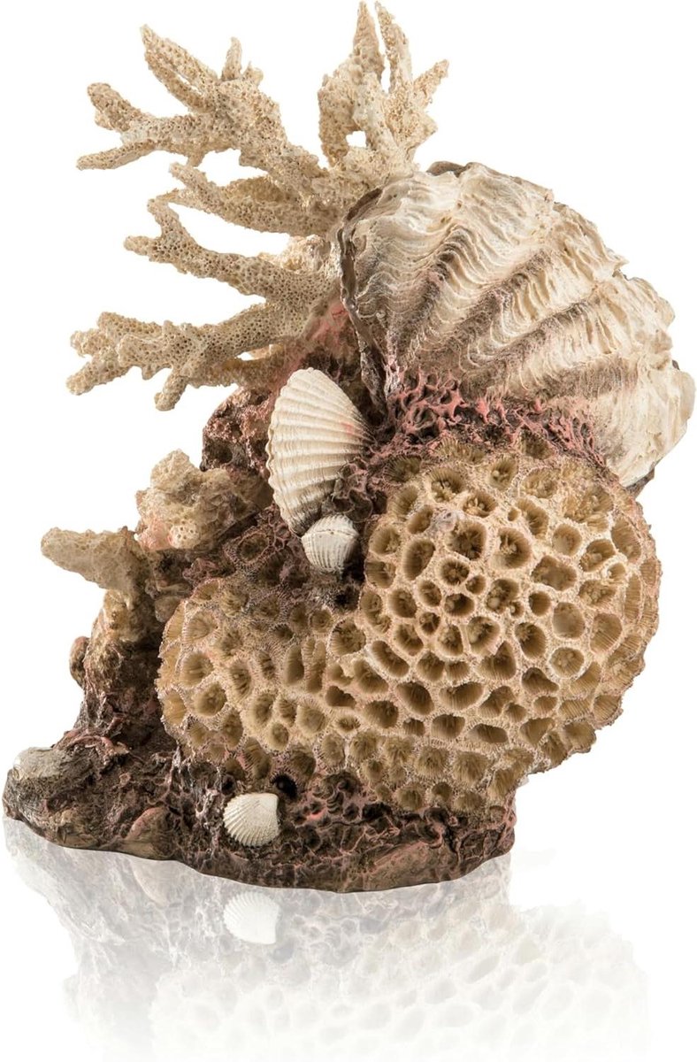 Koraalschelp Ornament - Aquarium Decoratie - Onderwaterwereld Creëren - Gedetailleerde Afwerking - 21 cm - Naturel