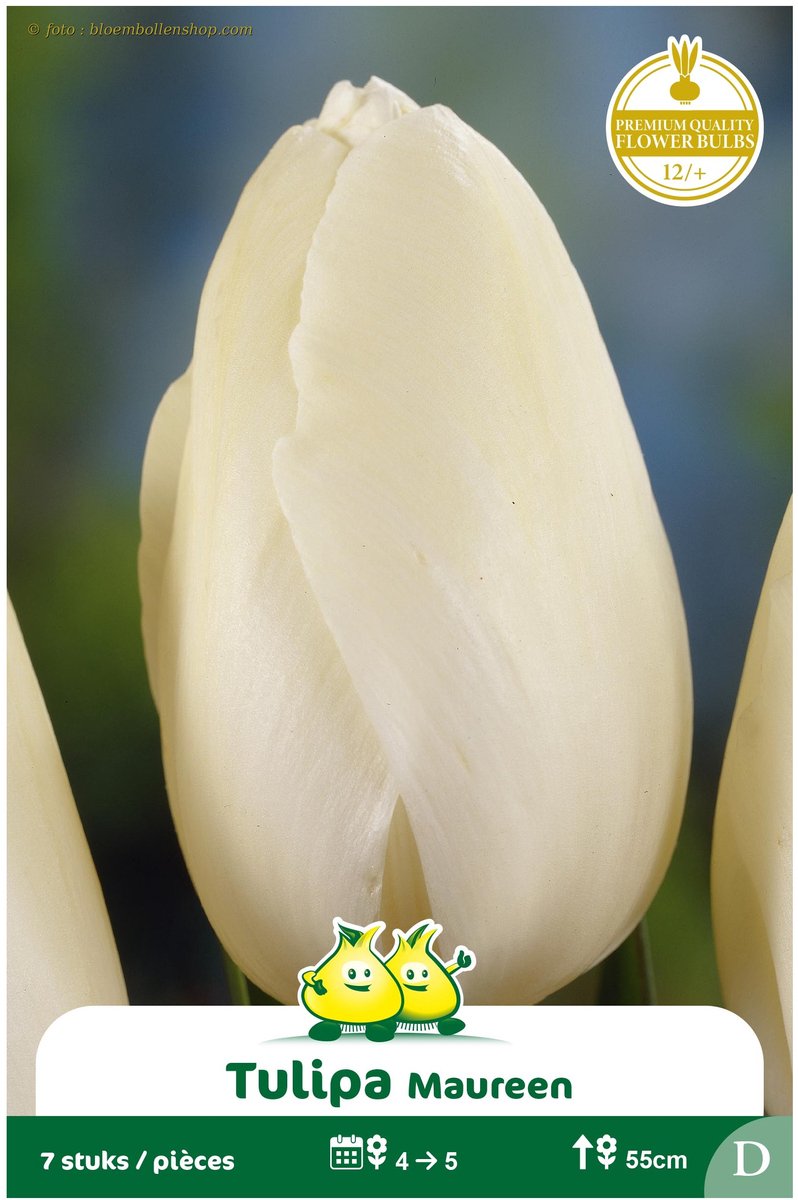 2 Zakjes Late Tulpen Maureen maat 12/+