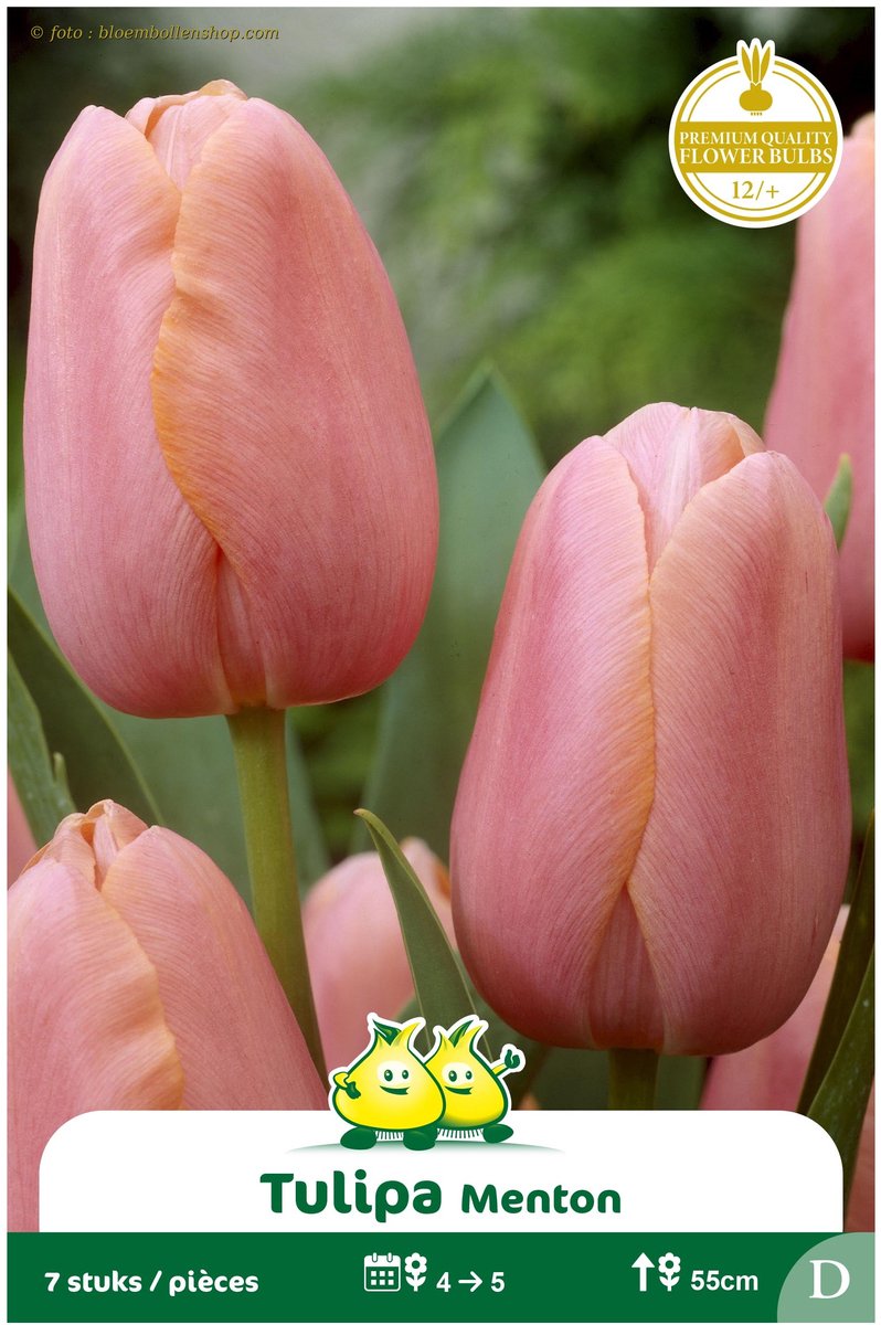 2 Zakjes Late Tulpen Menton maat 12/+
